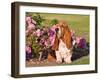 A Basset Hound Sitting Next to a Rose Garden-Zandria Muench Beraldo-Framed Photographic Print