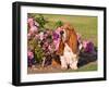 A Basset Hound Sitting Next to a Rose Garden-Zandria Muench Beraldo-Framed Photographic Print