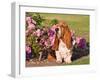 A Basset Hound Sitting Next to a Rose Garden-Zandria Muench Beraldo-Framed Photographic Print