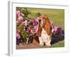 A Basset Hound Sitting Next to a Rose Garden-Zandria Muench Beraldo-Framed Photographic Print