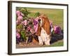 A Basset Hound Sitting Next to a Rose Garden-Zandria Muench Beraldo-Framed Photographic Print