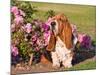 A Basset Hound Sitting Next to a Rose Garden-Zandria Muench Beraldo-Mounted Photographic Print