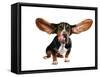 A Basset Hound With Long Flying Ears-graphicphoto-Framed Stretched Canvas