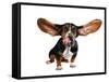 A Basset Hound With Long Flying Ears-graphicphoto-Framed Stretched Canvas