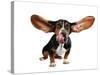 A Basset Hound With Long Flying Ears-graphicphoto-Stretched Canvas