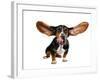 A Basset Hound With Long Flying Ears-graphicphoto-Framed Photographic Print