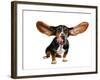 A Basset Hound With Long Flying Ears-graphicphoto-Framed Photographic Print