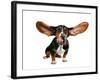 A Basset Hound With Long Flying Ears-graphicphoto-Framed Photographic Print