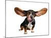 A Basset Hound With Long Flying Ears-graphicphoto-Mounted Photographic Print