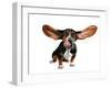 A Basset Hound With Long Flying Ears-graphicphoto-Framed Photographic Print