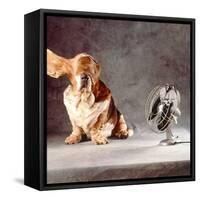 A Basset Who Is Sitting with "Flying" Ears in Front of a Ventilator-Ingo Boddenberg-Framed Stretched Canvas
