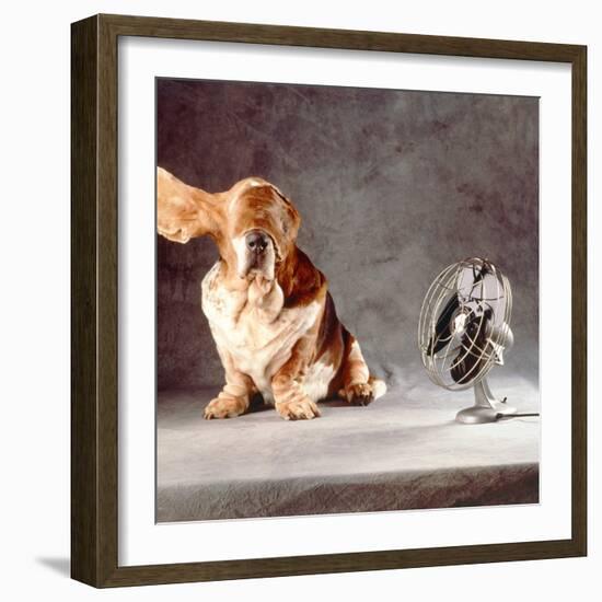 A Basset Who Is Sitting with "Flying" Ears in Front of a Ventilator-Ingo Boddenberg-Framed Photographic Print