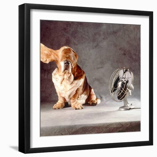 A Basset Who Is Sitting with "Flying" Ears in Front of a Ventilator-Ingo Boddenberg-Framed Photographic Print