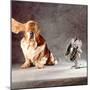 A Basset Who Is Sitting with "Flying" Ears in Front of a Ventilator-Ingo Boddenberg-Mounted Photographic Print