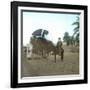 A Bassour, Touggourt (Algeria), Circa 1897-Leon, Levy et Fils-Framed Photographic Print