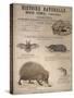 A Bat, Mole and Hedgehog-T. Deyrolle-Stretched Canvas