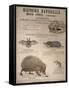 A Bat, Mole and Hedgehog-T. Deyrolle-Framed Stretched Canvas