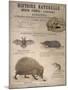 A Bat, Mole and Hedgehog-T. Deyrolle-Mounted Giclee Print