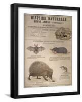 A Bat, Mole and Hedgehog-T. Deyrolle-Framed Giclee Print