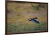 A Bateleur in Flight-Paul Souders-Framed Photographic Print