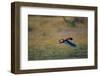 A Bateleur in Flight-Paul Souders-Framed Photographic Print