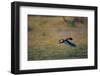 A Bateleur in Flight-Paul Souders-Framed Photographic Print