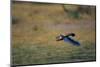 A Bateleur in Flight-Paul Souders-Mounted Photographic Print