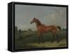 A Bay Horse in a Field-Edmund Bristow-Framed Stretched Canvas