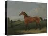 A Bay Horse in a Field-Edmund Bristow-Stretched Canvas