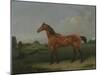 A Bay Horse in a Field-Edmund Bristow-Mounted Giclee Print