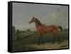 A Bay Horse in a Field-Edmund Bristow-Framed Stretched Canvas