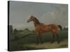 A Bay Horse in a Field-Edmund Bristow-Stretched Canvas