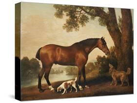 A Bay Hunter, a Springer Spaniel and a Sussex Spaniel, 1782-George Stubbs-Stretched Canvas