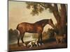 A Bay Hunter, a Springer Spaniel and a Sussex Spaniel, 1782-George Stubbs-Mounted Premium Giclee Print