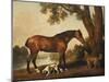 A Bay Hunter, a Springer Spaniel and a Sussex Spaniel, 1782-George Stubbs-Mounted Giclee Print