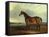 A Bay Hunter, the Property of the Hon F. Craven in a Landscape-John Ferneley, Sr-Framed Stretched Canvas