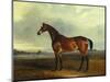 A Bay Hunter, the Property of the Hon F. Craven in a Landscape-John Ferneley, Sr-Mounted Giclee Print