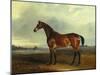 A Bay Hunter, the Property of the Hon F. Craven in a Landscape-John Ferneley, Sr-Mounted Giclee Print