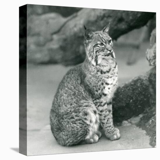 A Bay Lynx or Bobcat Sitting up at London Zoo, March 1927 (B/W Photo)-Frederick William Bond-Stretched Canvas