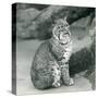 A Bay Lynx or Bobcat Sitting up at London Zoo, March 1927 (B/W Photo)-Frederick William Bond-Stretched Canvas