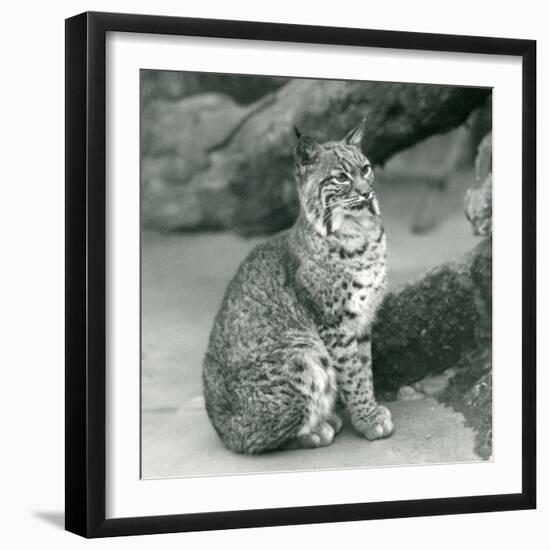 A Bay Lynx or Bobcat Sitting up at London Zoo, March 1927 (B/W Photo)-Frederick William Bond-Framed Giclee Print