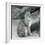 A Bay Lynx or Bobcat Sitting up at London Zoo, March 1927 (B/W Photo)-Frederick William Bond-Framed Giclee Print