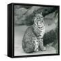 A Bay Lynx or Bobcat Sitting up at London Zoo, March 1927 (B/W Photo)-Frederick William Bond-Framed Stretched Canvas
