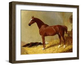 A Bay Racehorse in a Stall-John Frederick Herring I-Framed Giclee Print