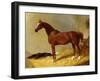 A Bay Racehorse in a Stall-John Frederick Herring I-Framed Giclee Print