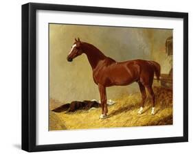 A Bay Racehorse in a Stall-John Frederick Herring I-Framed Giclee Print