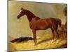 A Bay Racehorse in a Stall-John Frederick Herring I-Mounted Giclee Print