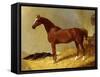 A Bay Racehorse in a Stall-John Frederick Herring I-Framed Stretched Canvas