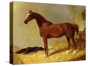 A Bay Racehorse in a Stall-John Frederick Herring I-Stretched Canvas