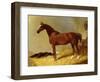 A Bay Racehorse in a Stall-John Frederick Herring I-Framed Giclee Print